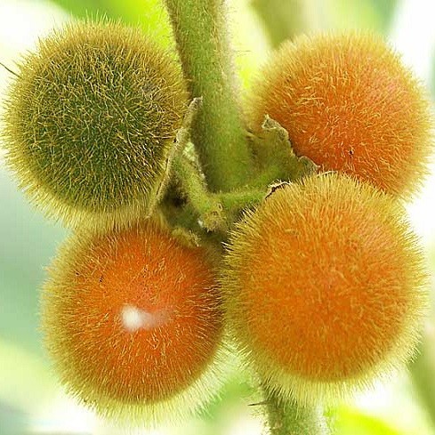 Solanum QUITOENSE или Апельсиновый Томат (семена)