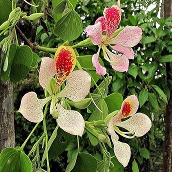 Bauhinia MONANDRA или Баухиния Однотычиночная (семена)