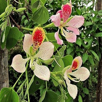 Bauhinia MONANDRA или Баухиния Однотычиночная (семена)