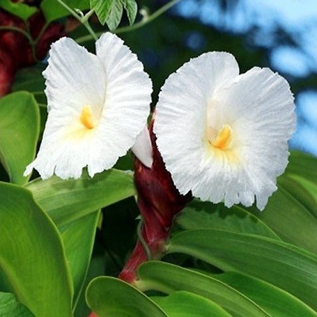 Costus SPECIOSUS или Костус Прекрасный (семена)