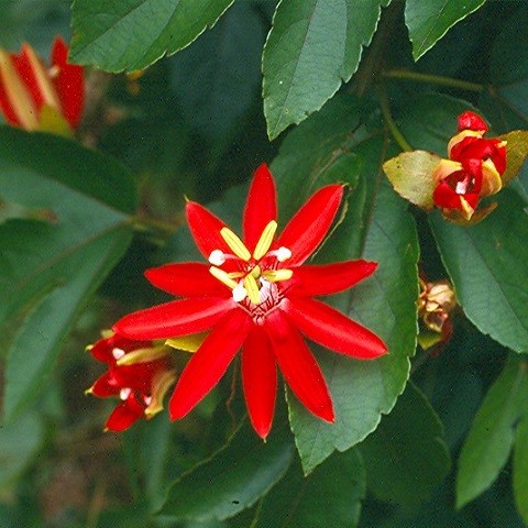 Passiflora COCCINEA или Пассифлора Шарлахоцветная (семена)