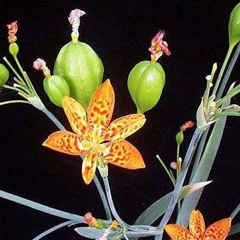 Belamcanda CHINENSIS или Тигровая Лилия (семена)