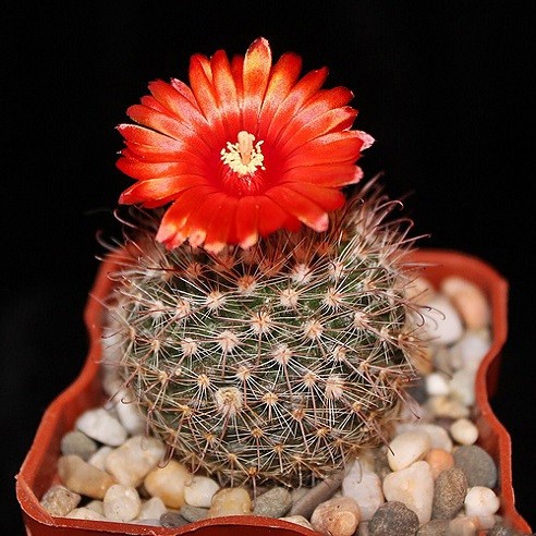 Rebutia RUBRIFLORA или Ребуция Красноцветковая (семена)