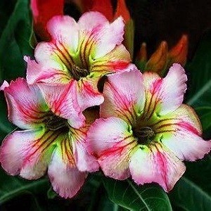 Adenium Obesum Desert Rose MY RAINBOW (семена)