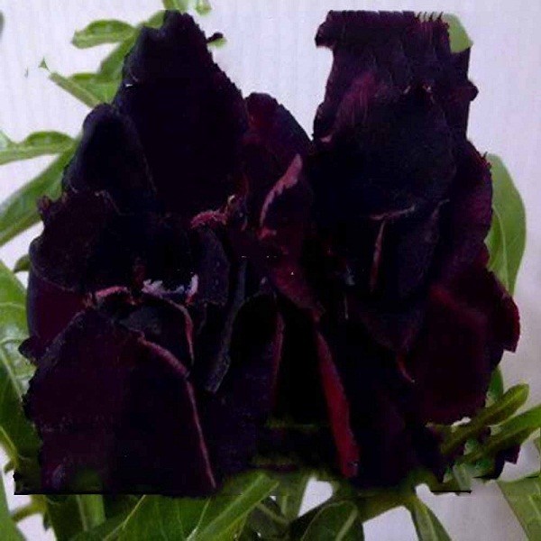 Adenium Obesum Triple Flower BLACK SWAN (семена)