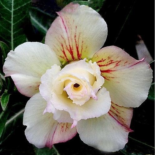 Adenium Obesum Triple Flower CITRUS DREAM (семена)