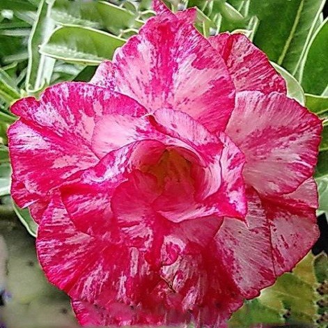 Adenium Obesum Triple Flower ALOHA (семена)