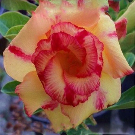 Adenium Obesum Double Flowe GLOW ON (семена)