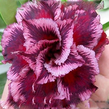 Adenium Obesum Triple Flower KING FABULOUS (семена)