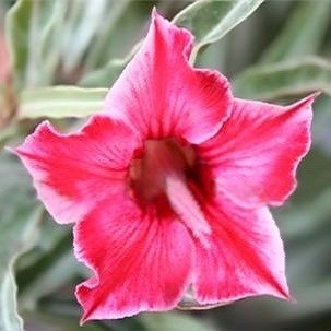 Adenium Obesum Desert Rose PINK THUNDER (семена)