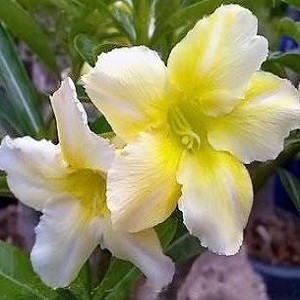 Adenium Obesum Desert Rose YELLOW MIMOSA (семена)