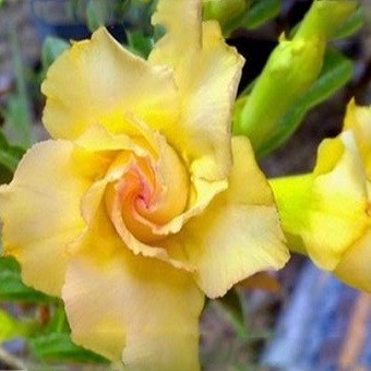 Adenium Obesum Triple Flower SUNNY ROSE (семена)