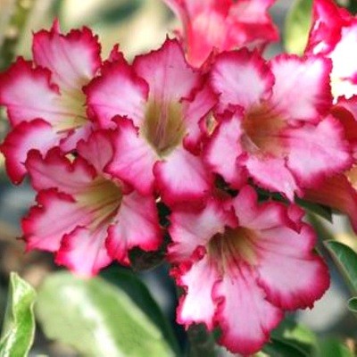 Adenium Obesum Desert Rose JAO KHUN (семена)