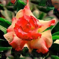 Adenium Obesum Double Flower ORANGE ROSE (семена)