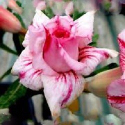 Adenium Obesum Triple Flower LOVELY ROSE (семена)