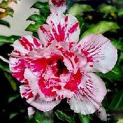 Adenium Obesum Triple Flower KING SPLASH (семена)