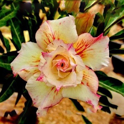 Adenium Obesum Triple Flower CHAMING AROMA (семена)