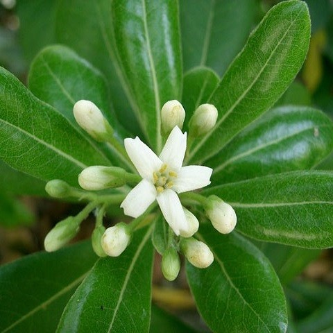 Питтоспорум Пахучий (растение)