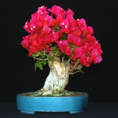 Bougainvillea MIXED FLOWERS или Бугенвиллея (семена)