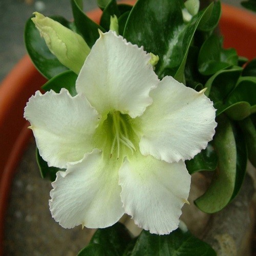 Adenium Obesum MINI - SIZE WHITE (семена)