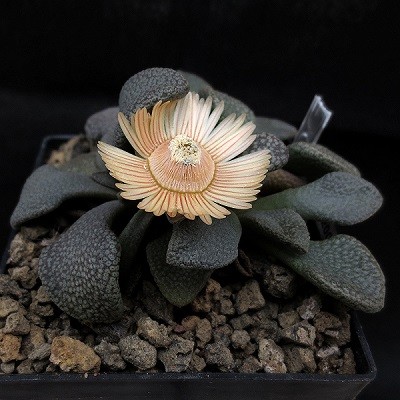 Aloinopsis ROSULATA или Алоинопсис Розеточный (семена)