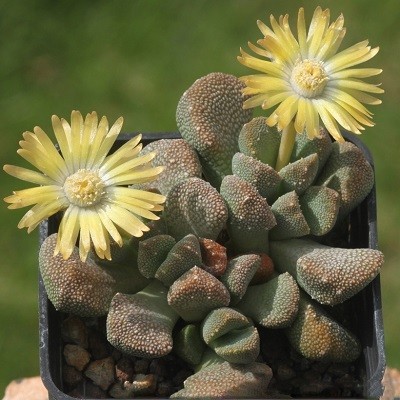 Aloinopsis LUCKHOFFII или Алоинопсис Люкхоффа (семена)