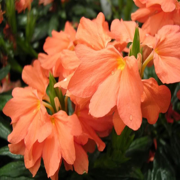 Rakita flowers продажа цветов оптом и в розницу Самара