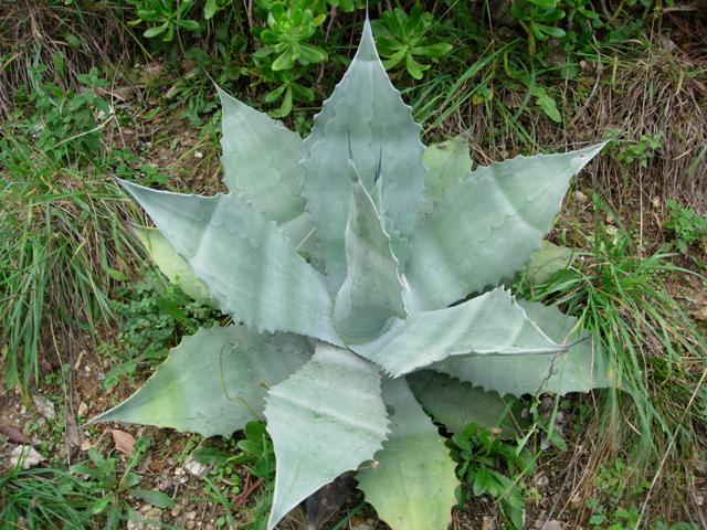 Agave ASPERRIMA или Агава Асперрима