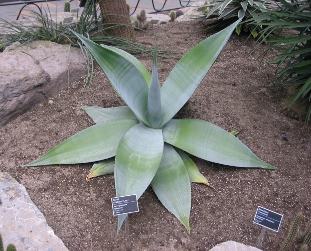 Agave GUINGOLA или Агава Гингола