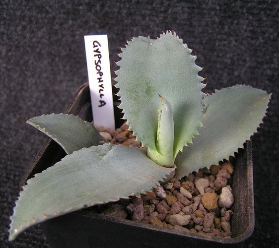 Agave GYPSOPHILA или Агава Гипсофила