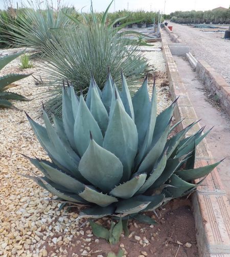 Agave HAVARDIANA или Агава Хавардиана