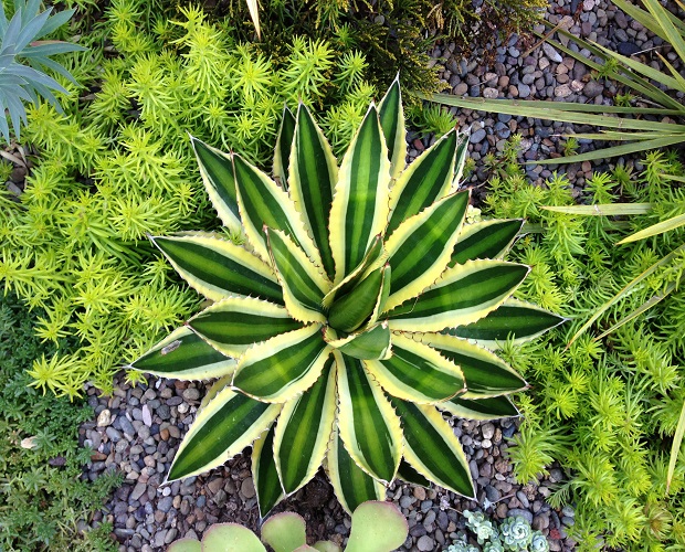 Agave LOPHANTHA var QUADRICOLOR или Агава Лопанта