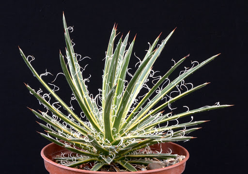 Agave LEOPOLDII VARIEGATA или Агава Леопольда