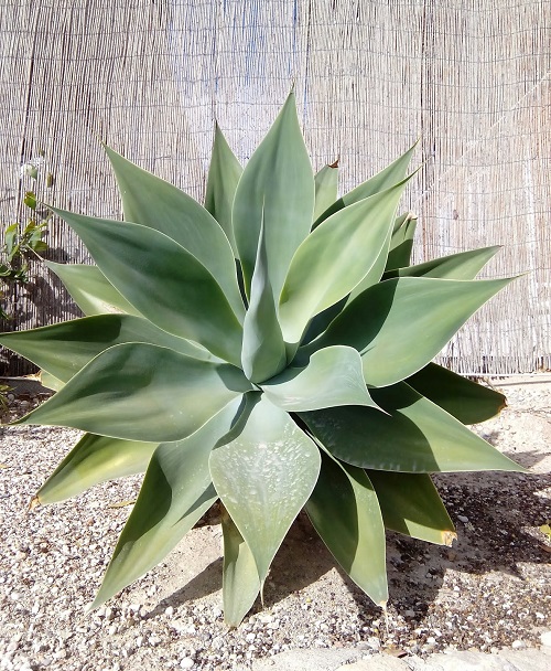 Agave PEDUNCULIFERA или Агава Цветоносная