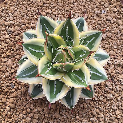Agave FILIFERA var COMPACTA