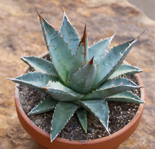 Agave PURPUSORUM или Агава Пурпурная