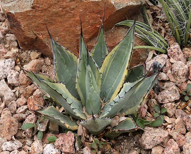 Agave NEOMEXICANA