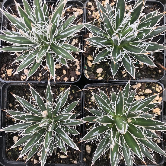 Agave FILIFERA var SCHIDIGERA