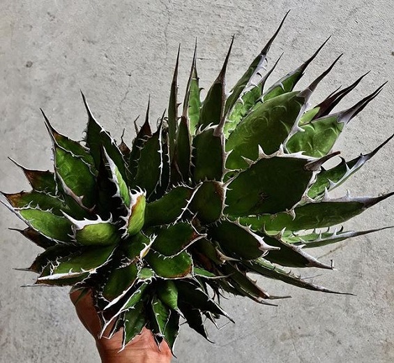 Agave HORRIDA var PEROTENSIS или Агава Ужасная