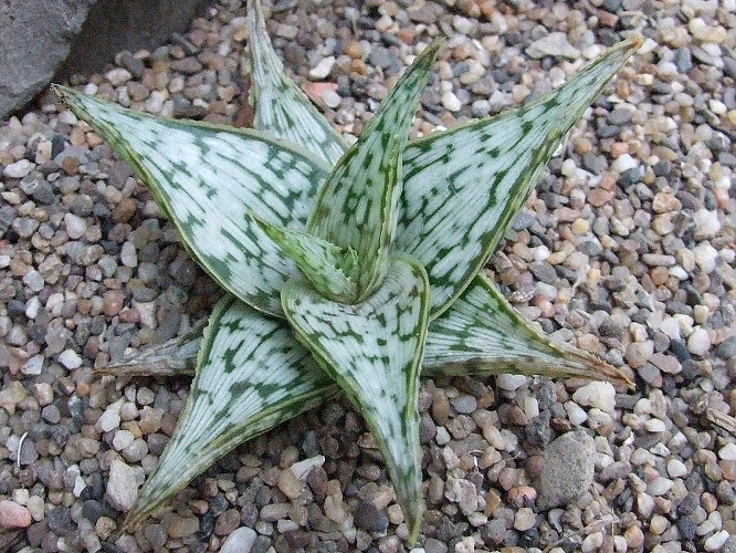 Aloe RUFFINGIANA или Алоэ Раффингиана