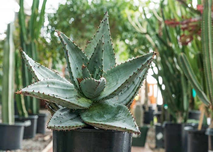 Aloe FEROX или Алоэ Ужасное