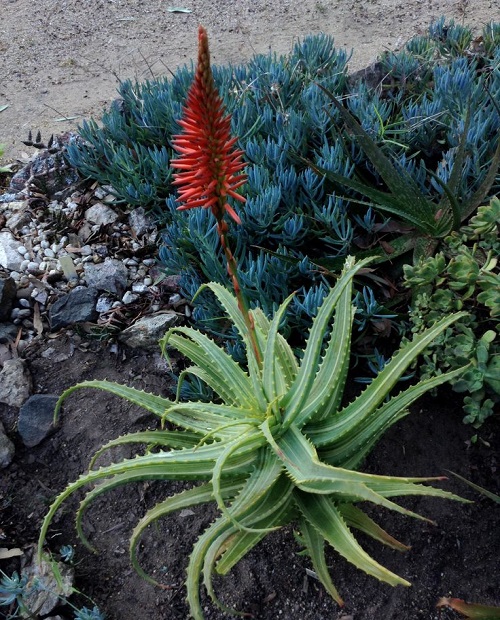 Aloe ARBORESCENS VARIEGATA или Алоэ Древовидное