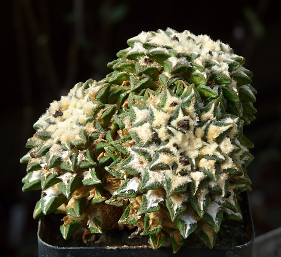 Ariocarpus KOTSCHOUBEYANUS 