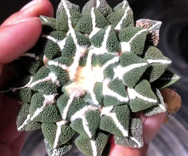 Ariocarpus KOTSCHOUBEYANUS