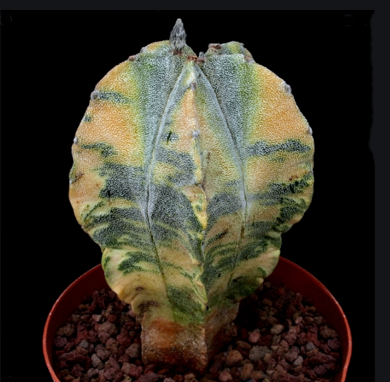 Astrophytum MYRIOSTIGMA var Variegata или Астрофитум Крапчатый