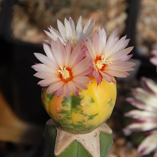 Astrophytum ASTERIAS var VARIEGATA или Астрофитум Звездчатый Вариегатный