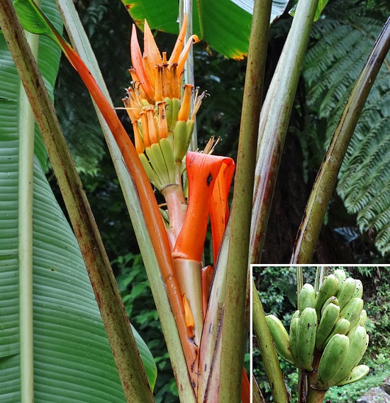 Musa AURANTIACA или Банан Апельсиновый