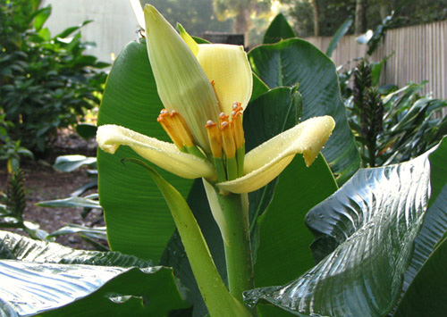 Musa SIAMENSIS 