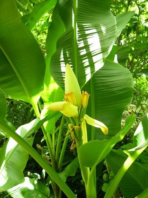 Musa SIAMENSIS 