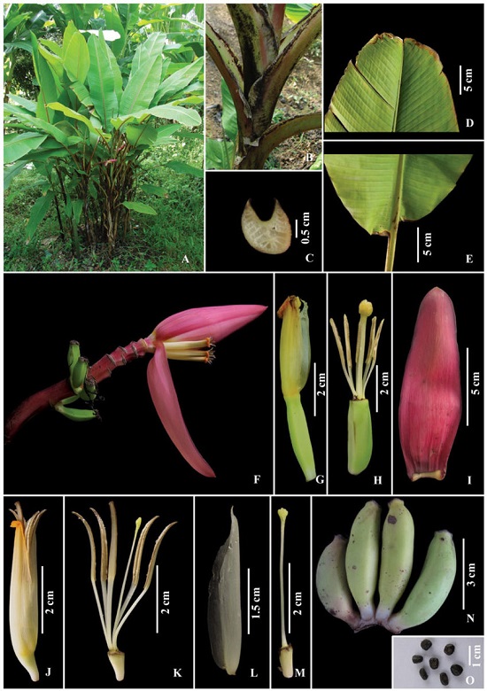 Musa MANNII или Банан Манна